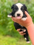 Australian shepherd’s
