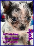 Fathers Day AKC Smooth & Longcoat Male Chihuahuas