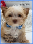 AKC Extra Tint Male Blonde Parti Yorkie