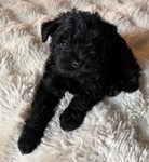 Toy schnauzer puppies