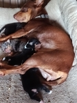 Chiweenie puppies
