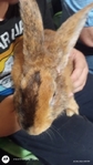 TAMUK Bunnied