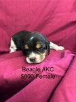Beagle Puppies AKC