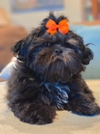 Shih-tzu puppy