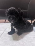 Adorable Toy Shorkie Puppies