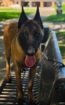 Belgian Malinois