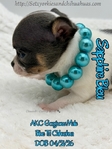 AKC Merle Longcoat & Blue Chihuahuas