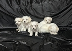 CKC Maltese Puppies