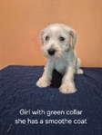 Miniature Schnauzer