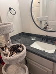 free Calico Kittens
