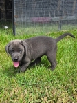 Registered Lab Puppies