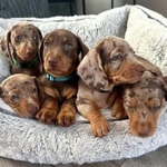 Mini Dachshund Puppies ❤️