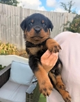 loyal Companion Rottweiler puppies