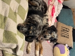 7month old Australian Pups for sale