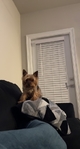 Mini yorkie
