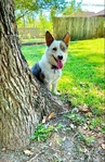 Beautiful Corgi Needs New Home