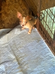 AKC chihuahua