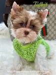 AKC Micro Male Chocolate Parti Yorkies