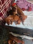 puppies