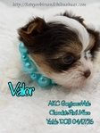 AKC Micro Male Chocolate Parti & Chocolate & Tan Yorkies