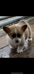 Pembroke corgi pups AKC