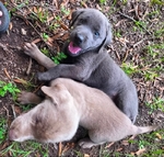 Registered Lab Puppies