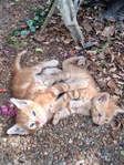 Free Kittens in Port Arthur