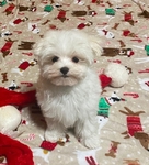AKC MALE MALTESE CHAMPION BLOODLINE SALE $1500.00