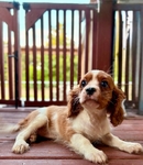 Cavalier King Charles spaniel