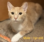 FREE!!!!!  Adorable Cats