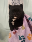 Pomeranian Puppies