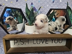 Mini aussies / miniature australian shepherds