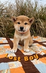 Shiba Inu puppies