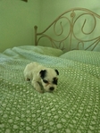 For Sale Parti Yorkies