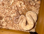 Super banana ball python