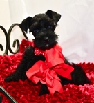 Toy/Miniature Schnauzer Male Puppies