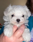 AKC MALE MALTESE SALE $1700.00
