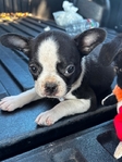 Adorable Frenchston Puppies