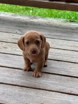 Dachshund puppies