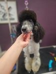 AKC Standard Poodle Female