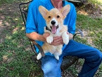AKC PEMBROKE CORGI PUPS