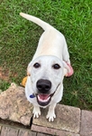 AKC Lab female