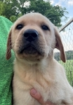 AKC Yellow and Fox red Labrador puppies