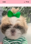 Shih tzu male puppy registered