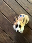 Pembroke corgi pups