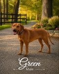 Rhodesian Ridgeback Puppies