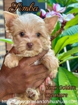 AKC  Stunning  Male Micro Yorkies