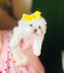 Shihpoo puppies Shihtzu & Poodle mix - 50/50 split. 1st Gen.