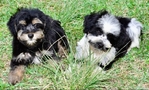 Snorkie Puppies 1/2 toy schnauzer 1/2 Yorkie