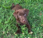 AKC LAB PUPPIES
